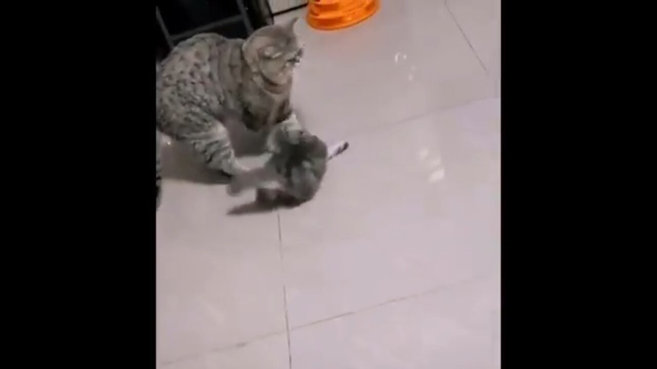 Kitten and cat