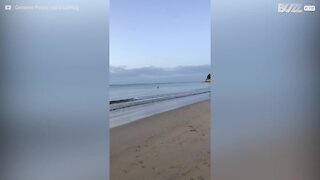 Un kangourou se baigne sur une plage australienne !