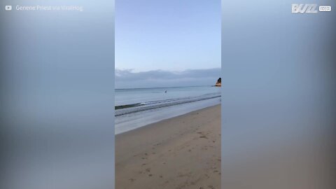 Un kangourou se baigne sur une plage australienne !