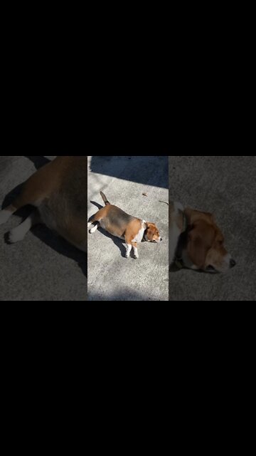 Banchee the Beagle Suntanning Time