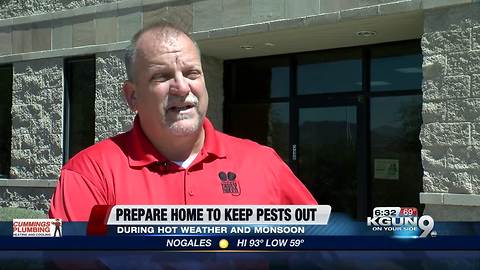 Prepare home for pests during hot temperatures and monsoon, uptickPrepare home for pests during hot temperatures and monsoon, uptick in calls for new rodent in Tucson