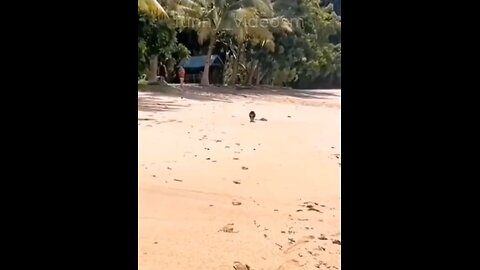 Funny animals #funny