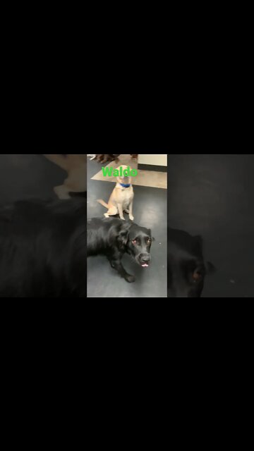 [Shorts 0165] WALDO [#dogs #doggos #doggos #puppies #dogdaycare]