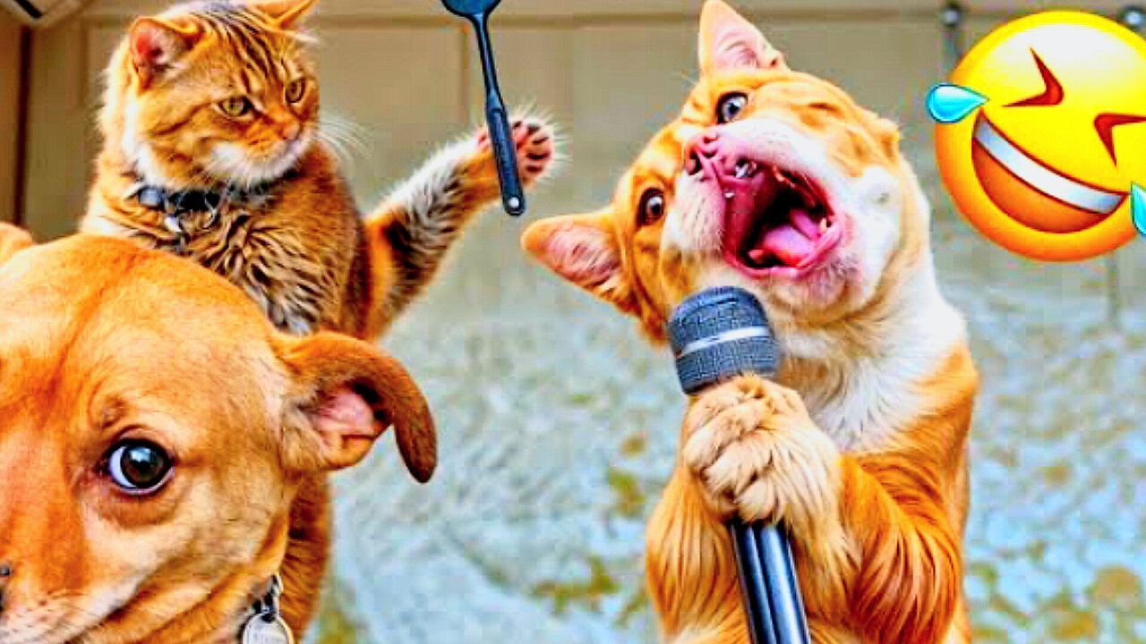 Funniest Animals 😁 New Funny Cats and Dogs Viral videos 🐱🐶 Part 1