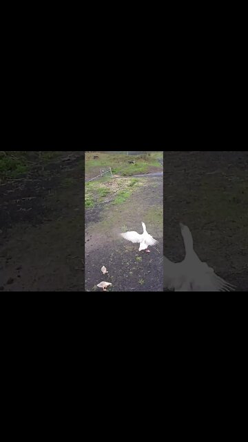 Geese are taking goslings out of the yard