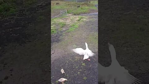 Geese are taking goslings out of the yard