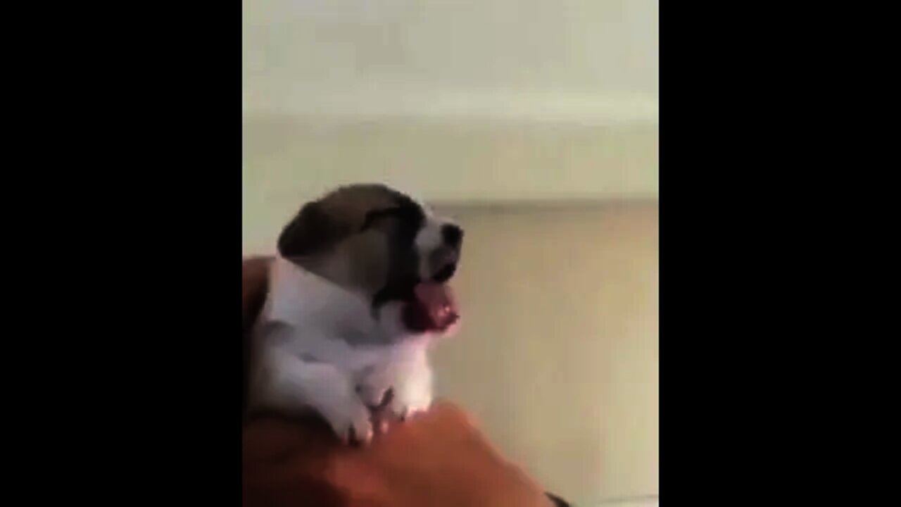 first time in veterinary #dog #pets #animals