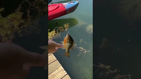 Little swimbait eater! #fishing #panfishing #panfish #bluegill