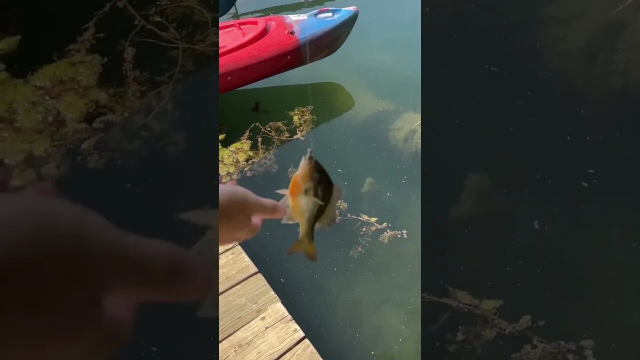 Little swimbait eater! #fishing #panfishing #panfish #bluegill