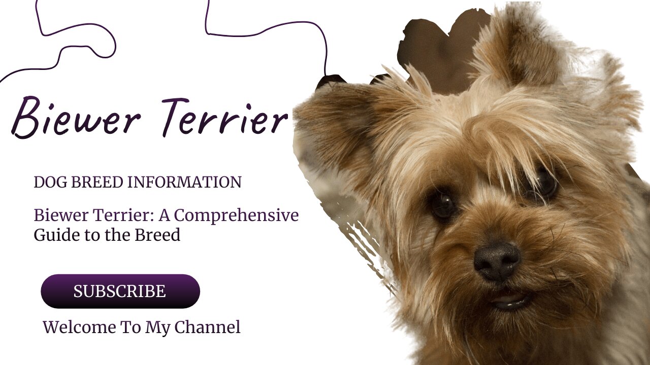 Biewer Terrier: A Comprehensive Guide to the Breed | Dog Breeds