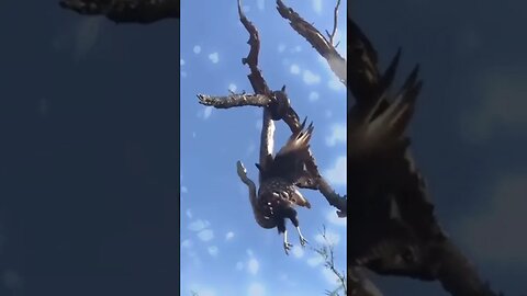 Infelizmente não foi o dia desta AVE #animais #animaisselvagens #bichos #ataque #caca #africa #leão