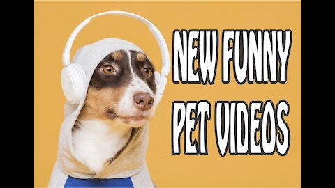 new funny pets videos