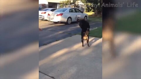 Funny Animal’s World Part 1