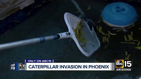 Uptick in caterpillars at south Mountain neighborhood
