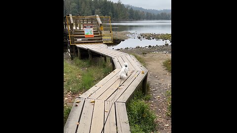 Cat Does NOT Approve of Trail Closed