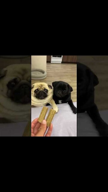 Beautiful puppy Funny puppy Cute 🥰️🥰️