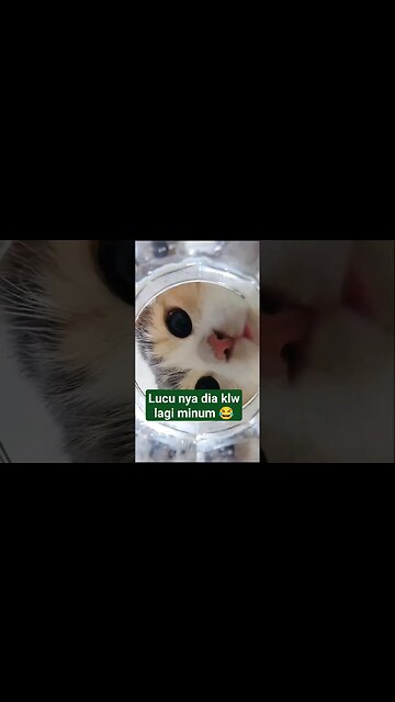 lucu sekali wajah nya sata minum 😂 #kucinglucu #shorts