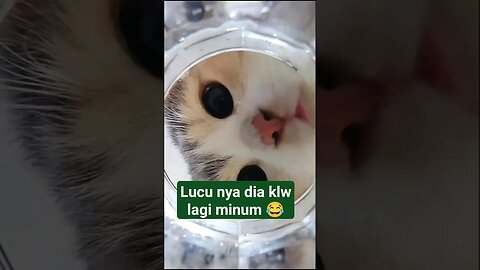 lucu sekali wajah nya sata minum 😂 #kucinglucu #shorts