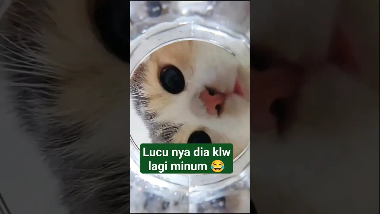 lucu sekali wajah nya sata minum 😂 #kucinglucu #shorts