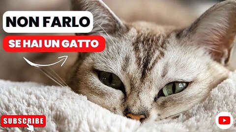 15 Cose che NON Devi mai fare al tuo Gatto