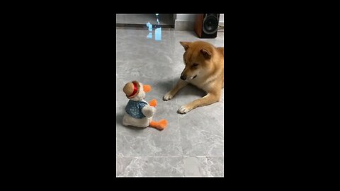 funny animal videos
