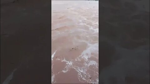 Satluj river full