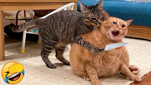 Pet's Gone Wild - Funniest Dogs and Cats