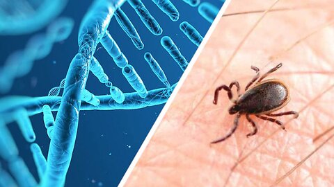 Natural Remedies for Chronic Lyme Disease