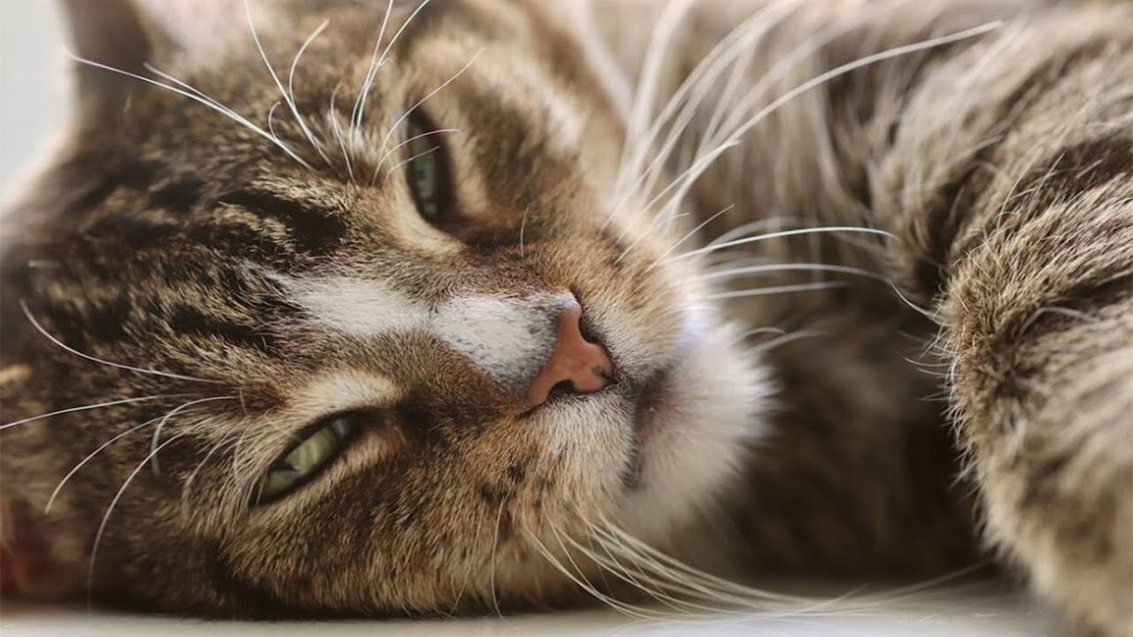 Baby Cats - Cute and Funny Cats Video Animals Pet
