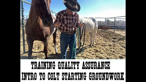 Training Quality Assurance Intro to Colt Starting Groundwork