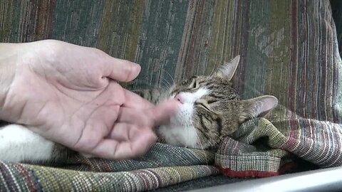 Tabby Cat Hid under the Table