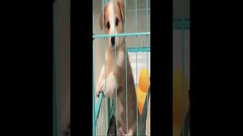 dog in cart