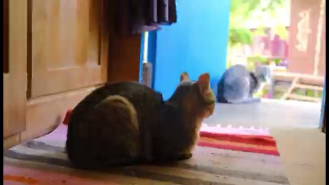 I always like the quiet appearance of cats.