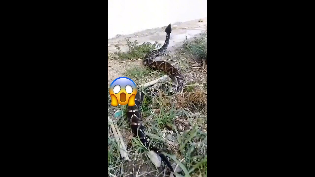 The cat won't like it.🙀🙀🙀