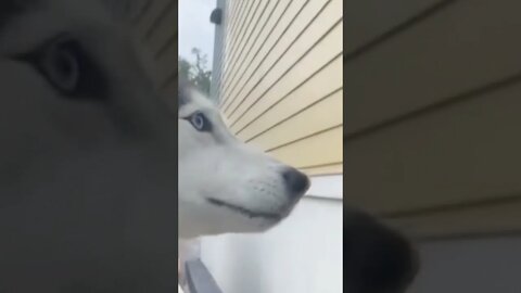 Dog is remembering his owner | #Shorts #Animals #Dog