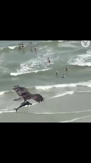 A flying shark 🦈 “I mean it”