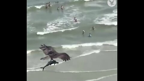 A flying shark 🦈 “I mean it”