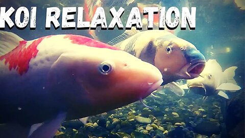 Relaxing video swimming koi