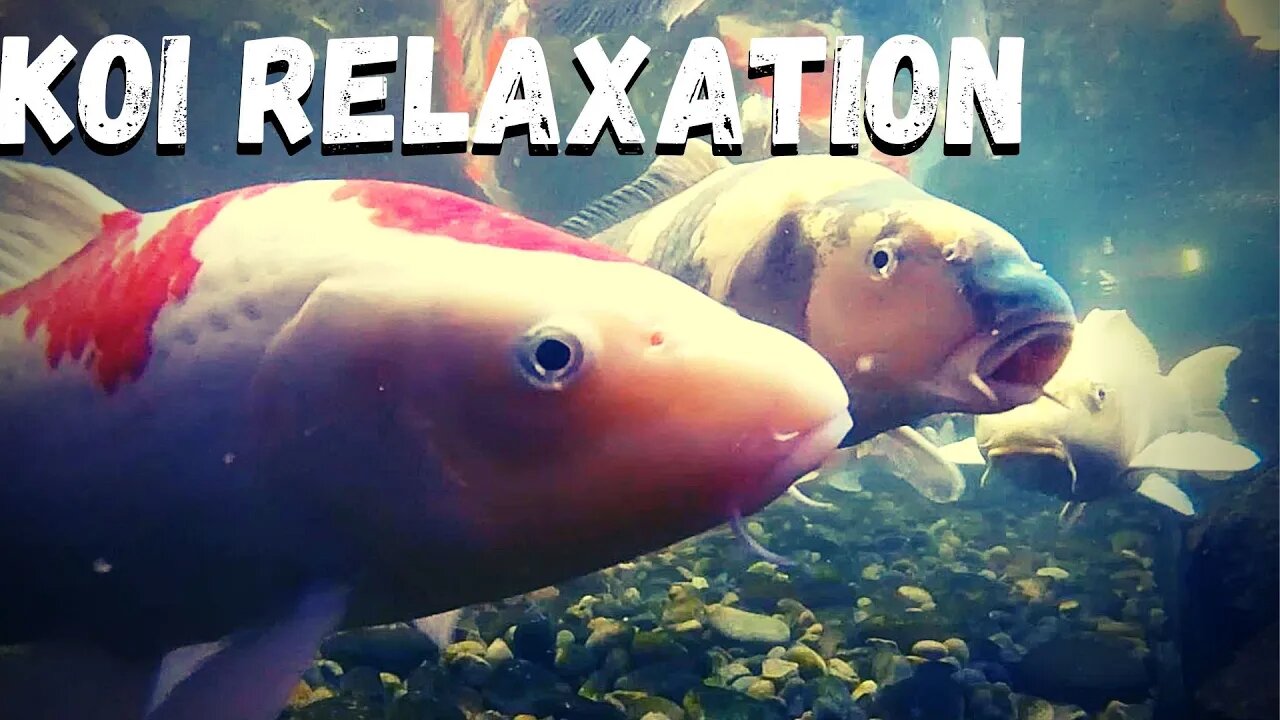 Relaxing video swimming koi