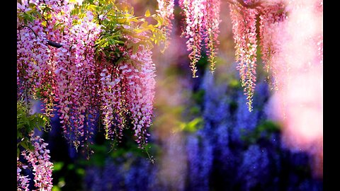 🎶 ㋛ne Sweet Day 🎵