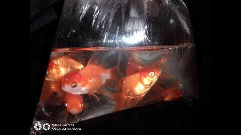 Cute Gold Fish....4' Size Gold Fish.