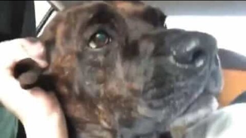 Cão reage com barulhos estranhos a coçadelas de orelha!