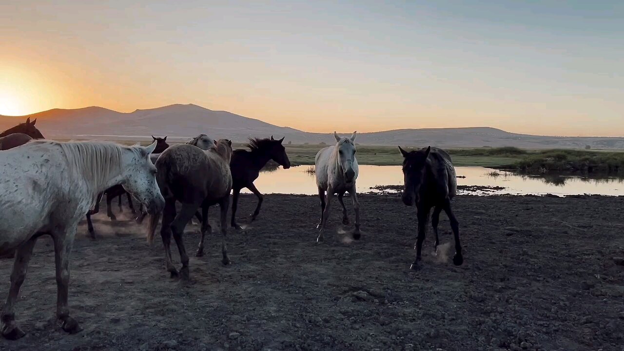 horses view