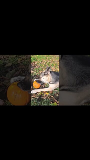 Maple Eats Her Pumpkin #shorts #halloween2022