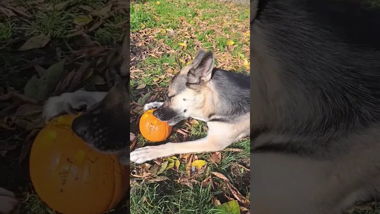 Maple Eats Her Pumpkin #shorts #halloween2022