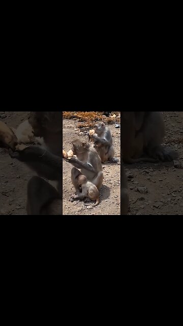 funny monkeys | manki comedy video | cycle chalata bandar | monky cycling | 35M views #shorts