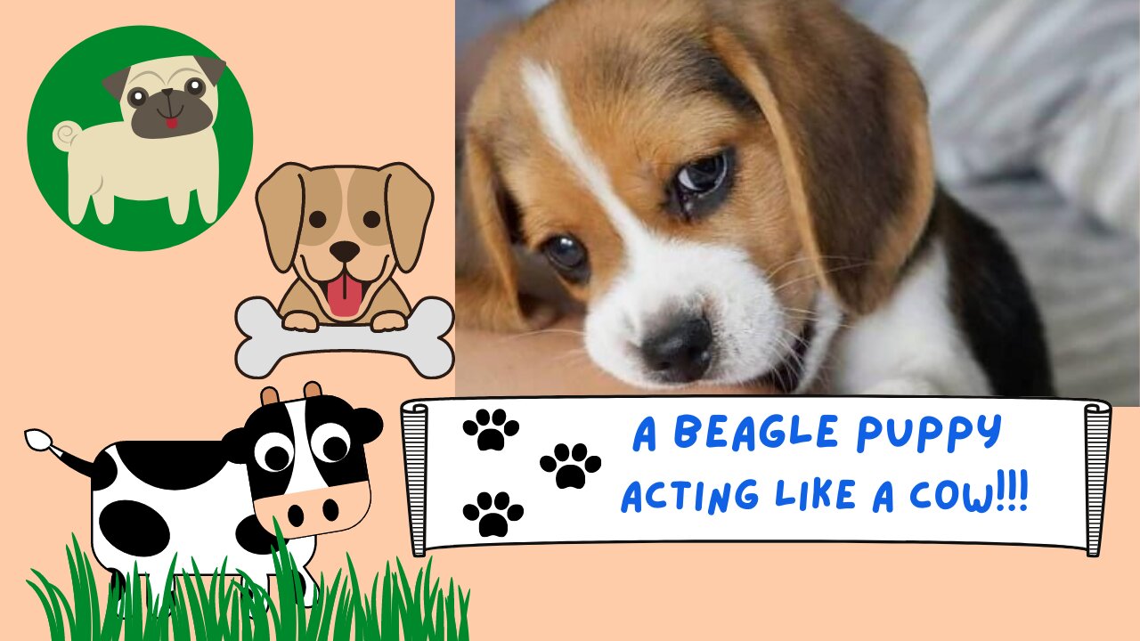 Beagle puppy acting like a cow!!!