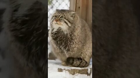 His/her feet are cold. Poor thing. #shorts #cat