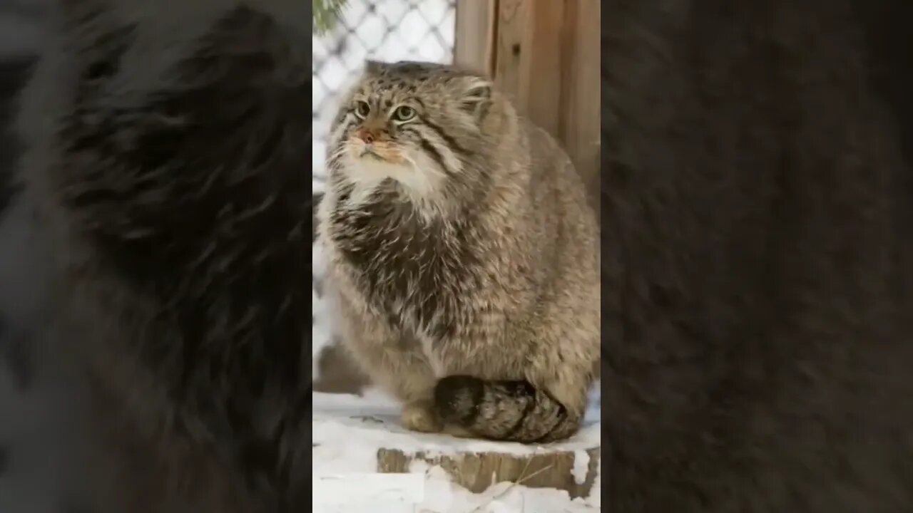 His/her feet are cold. Poor thing. #shorts #cat