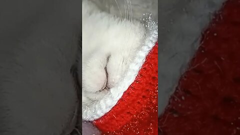 Santa Claus hat for a crocheted cat